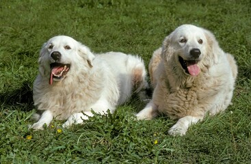 Great Pyrenees Dog or Pyrenean Mountain Dog, Adults laying on Grass