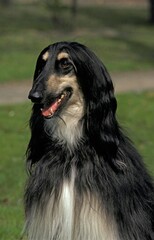 Afghan Hound, Portrait of Adult