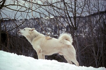 Greenland Dog, Male standing on Snow © slowmotiongli