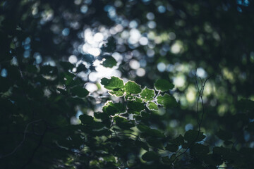 sunlight through the forest leaves

