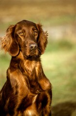 Irish Setter or Red Setter Dog, Adult