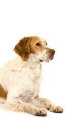 French Spaniel Dog (Cinnamon Color), Male laying against White Background