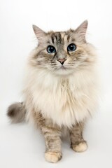 White and Seal Tabby Point Siberian Domestic Cat, Female against White Background