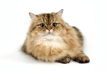 Obraz premium Golden Persian Domestic Cat, Adult against White Background