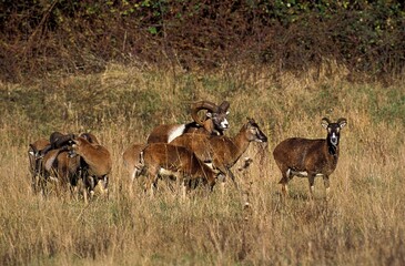 European Mouflon Sheep, ovis ammon, Herd