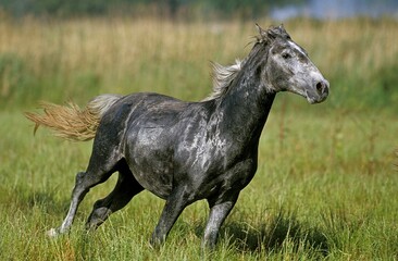 Fototapeta na wymiar Lipizzan Horse, Adult Galloping through Meadow