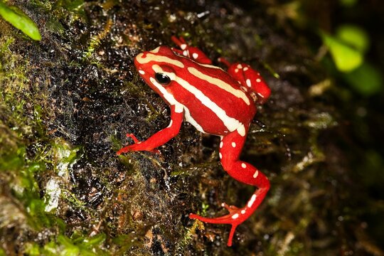 Phantasmal Poison Frog, epipedobates tricolor, Adult, Venomous Frog from South America