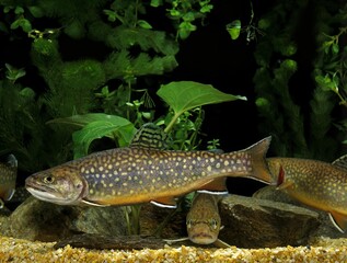 Brook Trout, salvelinus fontinalis, Adult
