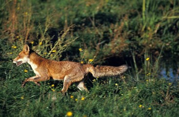 Naklejka na ściany i meble Red Fox, vulpes vulpes, Adult running, Normandy