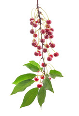 Branch with cherries and leaves.