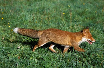 Red Fox, vulpes vulpes, Adult walking on Grass