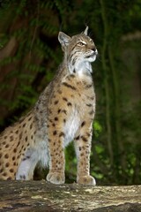 Naklejka na ściany i meble European Lynx, felis lynx, Adult