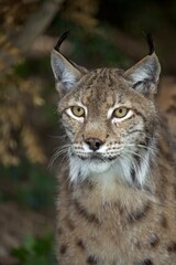 Naklejka na ściany i meble European Lynx, felis lynx, Portrait of Adult