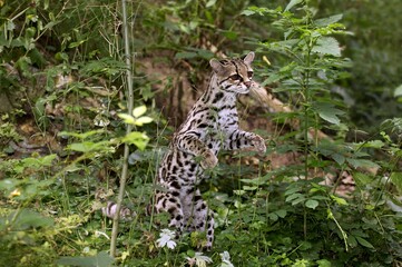 Fototapeta na wymiar Margay Cat, leopardus wiedi, Adult standing on Hind Legs