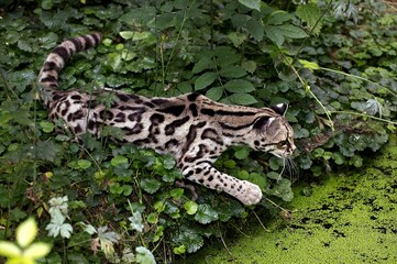 Margay Cat, leopardus wiedi, Adult Hunting near a Water Hole