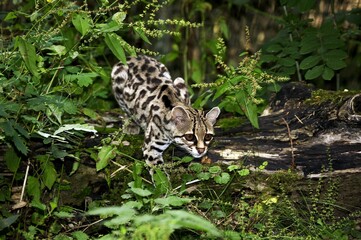 Fototapeta na wymiar Margay Cat, leopardus wiedi, Adult
