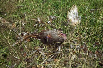 Common Pheasant, phasianus colchicus Killed by a Red Fox vulpes vulpes, Normandy