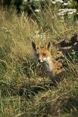 Red Fox, vulpes vulpes, Adult standing at den entrance, Normandy