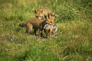 Naklejka na ściany i meble Red Fox, vulpes vulpes, Cub killing a Partridge, Normandy