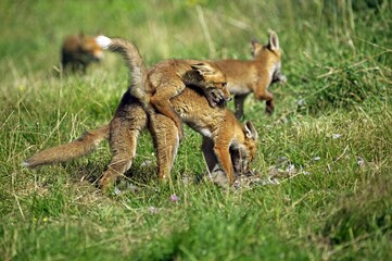 Red Fox, vulpes vulpes, Adult killing a Partridge, Excitement, Normandy