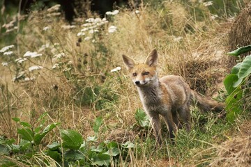 Naklejka na ściany i meble Red Fox, vulpes vulpes, Adult, Normandy