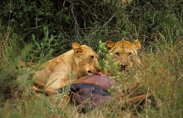 African Lion, panthera leo, Females eating a Topi, Masai Mara Park in Kenya