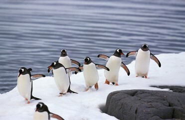 Gentoo Penguin, pygoscelis papua, Group standing on Icefield, Livingstone Island