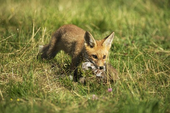 Red Fox, vulpes vulpes, Cub killing a Partridge, Normandy