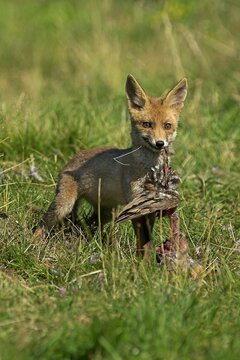 Red Fox, vulpes vulpes, Adult killing a Partridge, Normandy