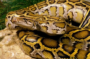 Indian Python, python molurus, Adult