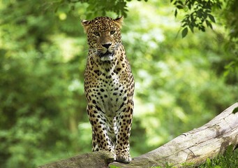 Sri Lankan Leopard, panthera pardus kotiya, Adult