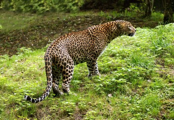 Sri Lankan Leopard, panthera pardus kotiya, Adult