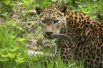 Fototapeta na wymiar Sri Lankan Leopard, panthera pardus kotiya, Portrait of Adult