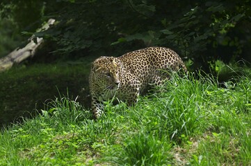 Fototapeta na wymiar Sri Lankan Leopard, panthera pardus kotiya, Adult