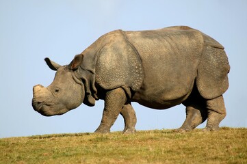 Indian Rhinoceros, rhinoceros unicornis, Adult