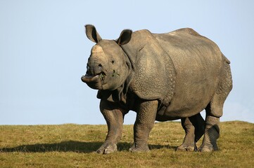 Indian Rhinoceros, rhinoceros unicornis, Adult