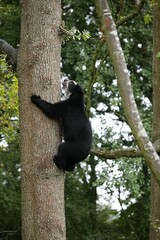 Spectacled Bear, tremarctos ornatus, Adult climbing a Tree