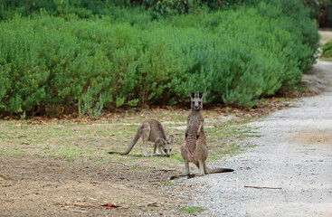 Kangaroo on dirt road - Eastern Grey Kangaroo - Anglesea Golf Course, Victoria, Australia