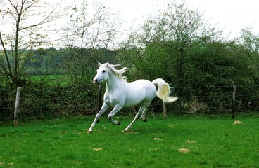 Obraz na płótnie Canvas Arabian Horse, Adult Trotting in paddock