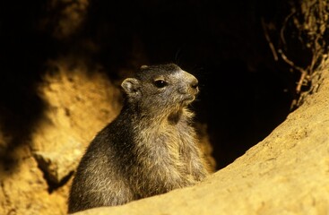 Alpine Marmot, marmota marmota, Adult standing at Den Entrance, French Alps