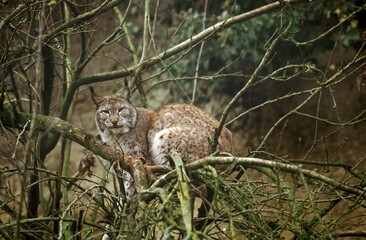 European Lynx, felis lynx, Adult perched in Tree
