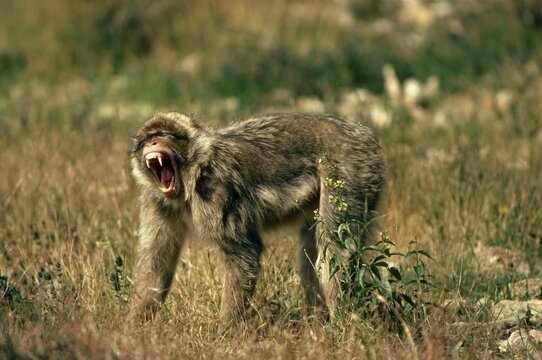 Barbary Macaque, macaca sylvana, Adult with Open Mouth, Aggressive Behaviour