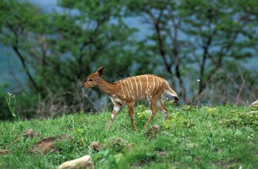 Nyala, tragelaphus angasi, Female, Kenya
