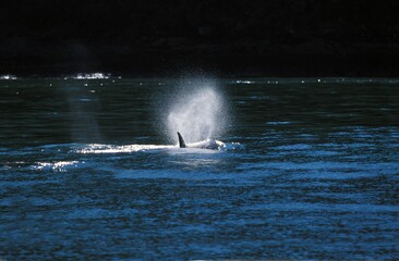 Killer Whale, orcinus orca, Dorsal Fin of Adult, Canada