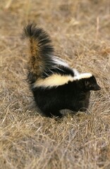 Striped Skunk, mephitis mephitis, Adult