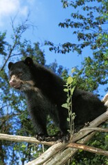 Spectacled Bear, tremarctos ornatus, Adult standing on Branch