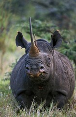 Black Rhinoceros, diceros bicornis, Adult, Kenya