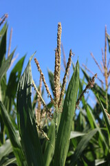 Naklejka premium Tip of a corn plant