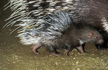 Crested Porcupine, hystrix cristata, Female with Young