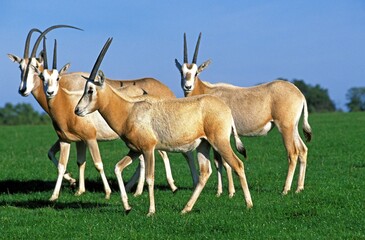 Scimitar Horned Oryx, oryx dammah, Herd, This Specy is now Extinct in the Wild